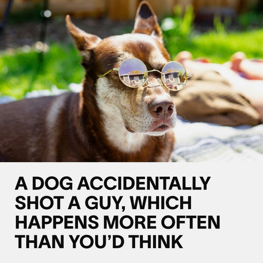 Last month a man in Pennsylvania survived being shot... by his dog. You'd think this would be a one-in-a-million accident, but history tells us this happens way more than you'd think. We found examples of dogs shooting people going back to 1928. https://t.co/L6Kstc6ohk 
