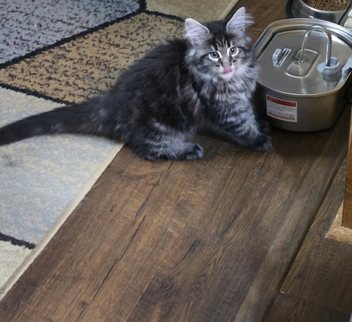 Newest member of the zirkfam. Aurora, the wife's new Maine Coon kitten. Today, I am the family hero. @Zirksee 🤣 