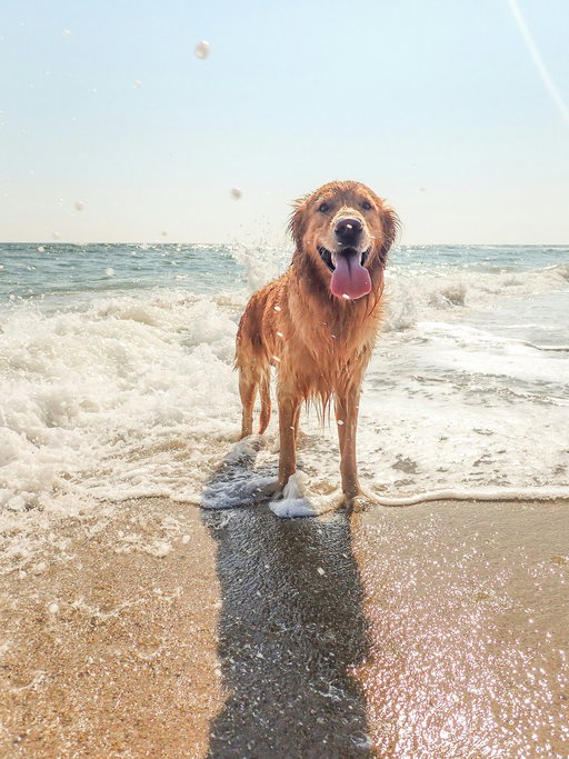 Traveling with your dog changes everything — especially at the beach.

The difference between a stressful trip and a great one usually comes down to:
🐾 the right neighborhood
🐾 outdoor space that actually works
🐾 reviews from other pet owners (not just vibes)

Pet-friendly doesn’t mean pet-thoughtful.
What makes a beach stay work for you and your dog?  https://t.co/M6UFrVT2no