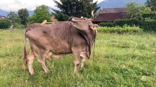 Cows itch, just like us. But Veronika the cow takes things into her own hands. Or rather: into her mouth.

Scientists say it’s the first experimentally verified instance of cattle using a tool.  https://t.co/lnEEHQgVai 