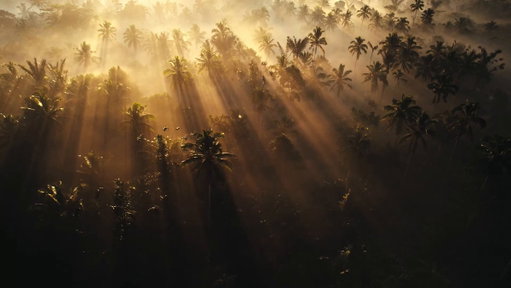 It once took 13 years and $3 billion to sequence the human genome.

Now, we're using Google’s AI tools to sequence animal genomes in just days to help save endangered species 🧬 (1/3) ↓ 