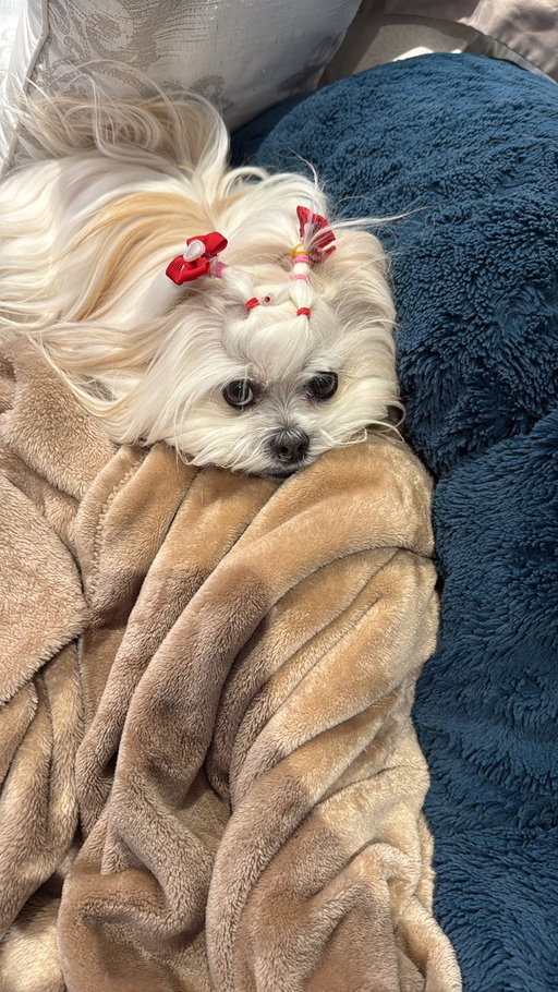 POV: Your brand’s next top model is ready for her close-up. 📸✨🐶

Kylie’s grooming routine is always on point. Which pet brand wants to be the face of this look? 🎀🧸🐶

#ugccommunity #ugccreators #ugcopportunity  #ugccreatorsneeded #contentcreator #ugccreator #usergeneratedcontent #petugc #ugcpet #ugcopportunities