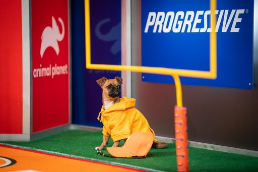 Come, sit, stay! Fetch your fellow dog lovers, the big day is finally here! Don’t miss #PuppyBowl TODAY at 2P ET|11A PT on @AnimalPlanet! #ad 