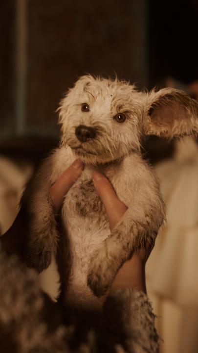 Watch out universe. #Supergirl lands in theaters June 26. #PuppyBowl continues on Animal Planet for more out-of-this-world cuteness. 