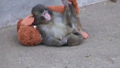 sorry I can’t go out tonight I’m too busy watching Punch the Monkey trying to get his stuffed animal to hug him 