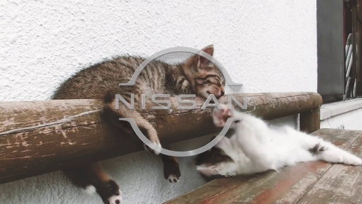 明日2月22日は #猫の日 ですね🐈

猫たちの悲しい事故を防ぐために、
日産が、2016年から取り組んでいる猫バンバン。

寒くなると街の猫たちがエンジンルームやタイヤの間に入ってしまうことがあります。
気づかずにエンジンをかけてしまった…
そんな事故を防ぎたい。
日産は本気でそう思っています。

クルマに乗る前に、ボンネットをバンバン。
そんな簡単なアクションで、猫たちの命を守ることができます。

猫も人も安心して過ごせる社会のために、日産はこのアクションを応援しています。

これまで約10万件を超える投稿で、このアクションを広めていただいています。

さらにこの活動がひろがってほしい。

そんな想いで今年は「#もっとひろがれ猫バンバン」投稿キャンペーンを実施中です。

明日の22時までの投稿が対象になりますので、
猫たちの命を守るため、
「 もっとひろがれ猫バンバン 」 のハッシュタグをつけての投稿、お待ちしております。

みなさまのご協力、よろしくお願いします！