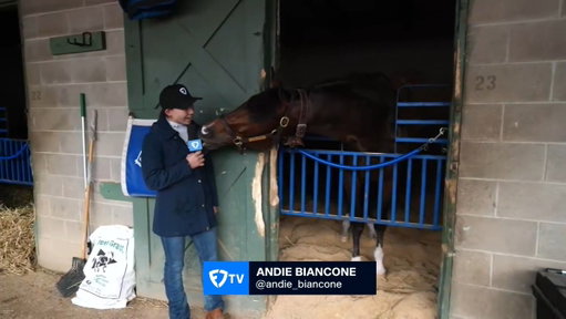 MAGNITUDE is headed to post in the Razorback Handicap this weekend at @OaklawnRacing. @Andie_Biancone had an nice visit with the affectionate colt earlier today. 