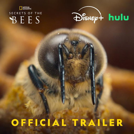 Small in size, but their impact on our planet is huge 🐝 Join @bertiegregory as he explores the weird and wonderful world of bees.

#SecretsOfTheBees premieres Tuesday, March 31 at 8/7c on @NatGeoTV Stream on @DisneyPlus and @hulu. 