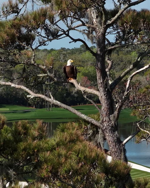 Siri - play “Free Bird”

#THEPLAYERS 