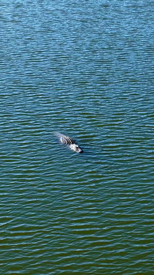 Friendly neighborhood gator. 🐊

(Do not pet)

#THEPLAYERS 
