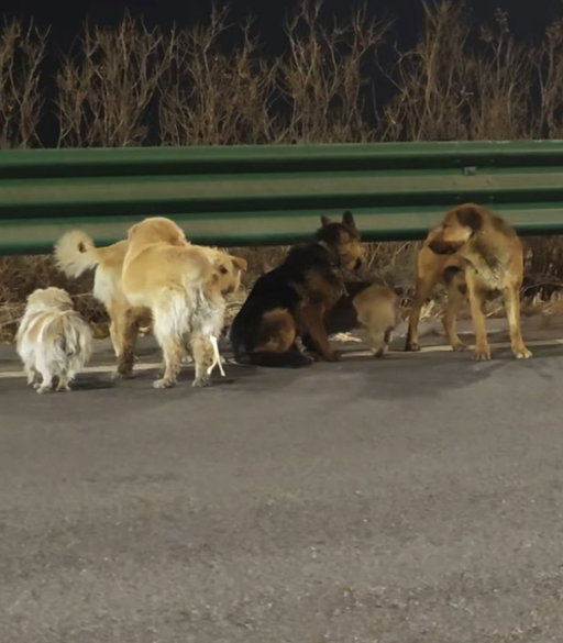 Seven dogs stolen from their owners have gone viral after escaping their captors and making their way home

The group is believed to have travelled around 17 km together led by a corgi across highways and fields 
