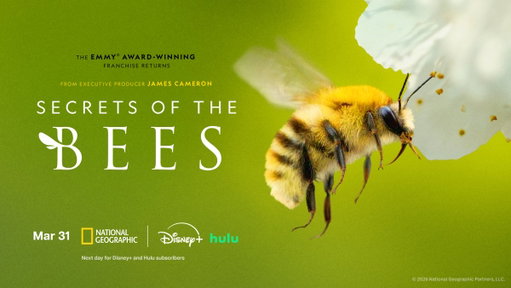 Just one week to go until you can explore the hive like never before 🐝

Don't miss the premiere of #SecretsOfTheBees, March 31 on National Geographic. Stream on @DisneyPlus and @hulu. 