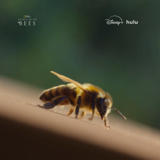 As spring rolls around, new bees get ready to emerge from their hives for the first time 🐝

Don't miss the premiere of #SecretsOfTheBees, March 31 on National Geographic. Stream on @DisneyPlus and @hulu. 