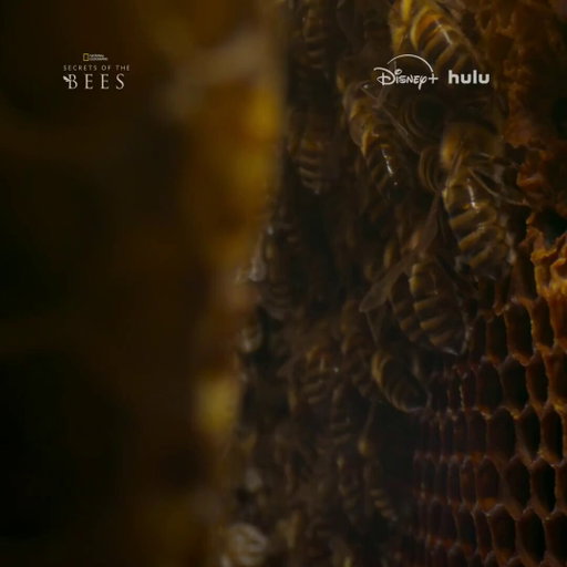 It's tireless work being a bee. Whether you're a drone, worker, or queen, every member of the hive is part of a tightly coordinated society devoted to keeping their family together. 

Don't miss the premiere of #SecretsOfTheBees, tonight at 8/7c on @NatGeoTV. Streaming on @DisneyPlus and @hulu.