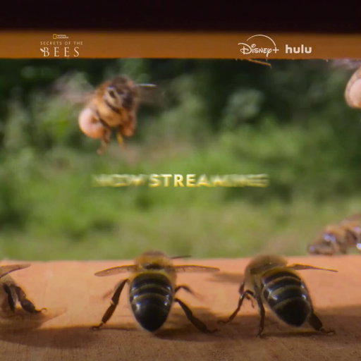 Look closer and experience all the drama from inside the hive 🐝

Make a bee-line to @disneyplus and @hulu and stream #SecretsOfTheBees now! 
