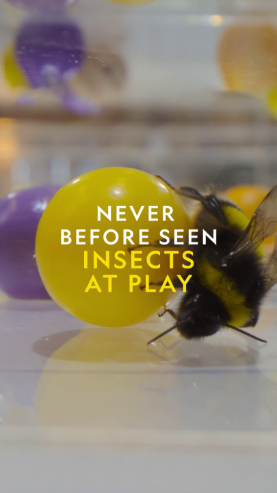 Turns out that bees don't just work hard, they play hard too! An extraordinary study reveals to @drsammytweets and Dr. Alice Bridges just how intelligent bumblebees are. 🐝

#SecretsOfTheBees is now streaming on @DisneyPlus and @hulu 