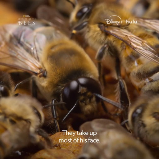 While worker bees are busy gathering pollen and queens are laying eggs, drone bees have one very specific goal in mind—and they don't have long to do it.

Narrated by @bertiegregory, #SecretsOfTheBees is now streaming on @DisneyPlus and @hulu 