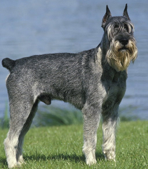 Scientists have developed a pill that can extend the lifespan of dogs by literal years, and they're pushing to get it on the market by 2027.

It's a daily, beef-flavored medication made specifically for senior dogs to keep them healthy as they age. 