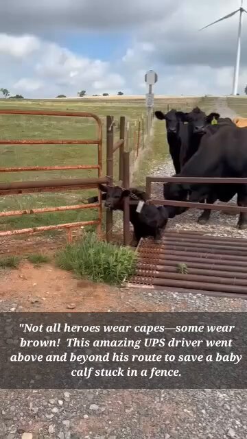 "Not all heroes wear capes—some wear brown! 🤎 This amazing UPS driver went above and beyond his route to save a baby calf stuck in a fence. 🐮✨ #hero #KindnessInAction #Rescue" 