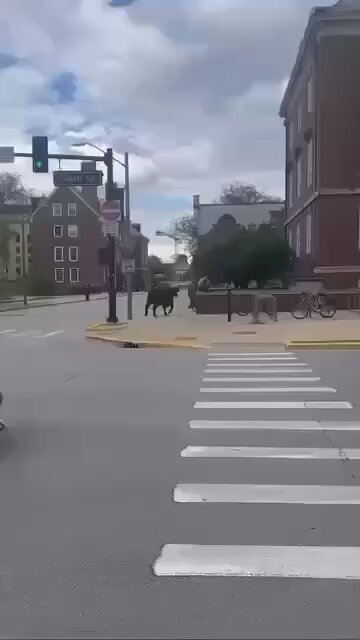 There is currently a Bull on the loose on the University of Illinois campus.

(video via my friends) 