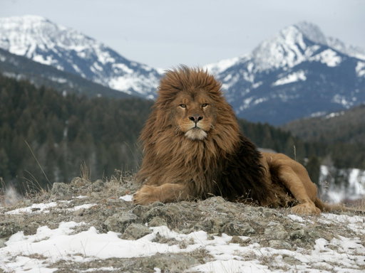He is HIM 👑

📸: Mike Lane

#lion #majestic #wildlife 