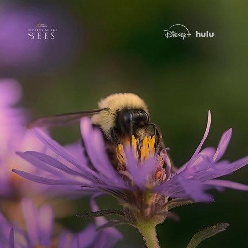 Bees do so much for us, and we can do something to help them out in return.

This World Bee Day, learn more about how we can bee good to the bees by watching #SecretsOfTheBees, now streaming on @DisneyPlus and @hulu. 