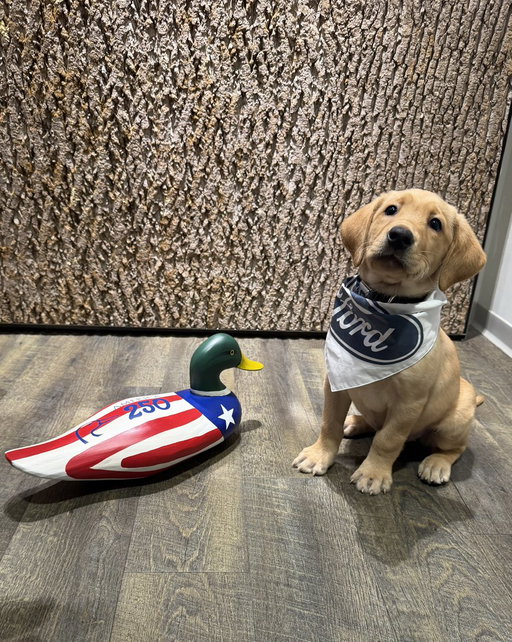 Tonight, lawmakers will gather for our annual Capitol Hill Dinner in Washington, DC.

If you’re on the fence about attending, meet our newest intern, Maverick, who spent yesterday on the Hill meeting with @CongressmanGT. She was happy about the House passage of the Farm Bill. #DuckPolicy