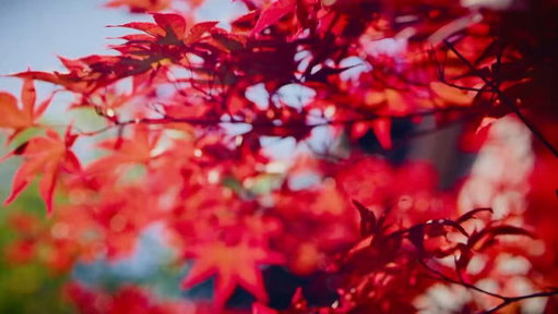 The World Lives Here. 

Canada is all together different. Truly unique. And so is our relationship to the beautiful game. This is our opening to the 2026 World Cup. Narrated by Kiefer Sutherland. #FIFAWorldCup 