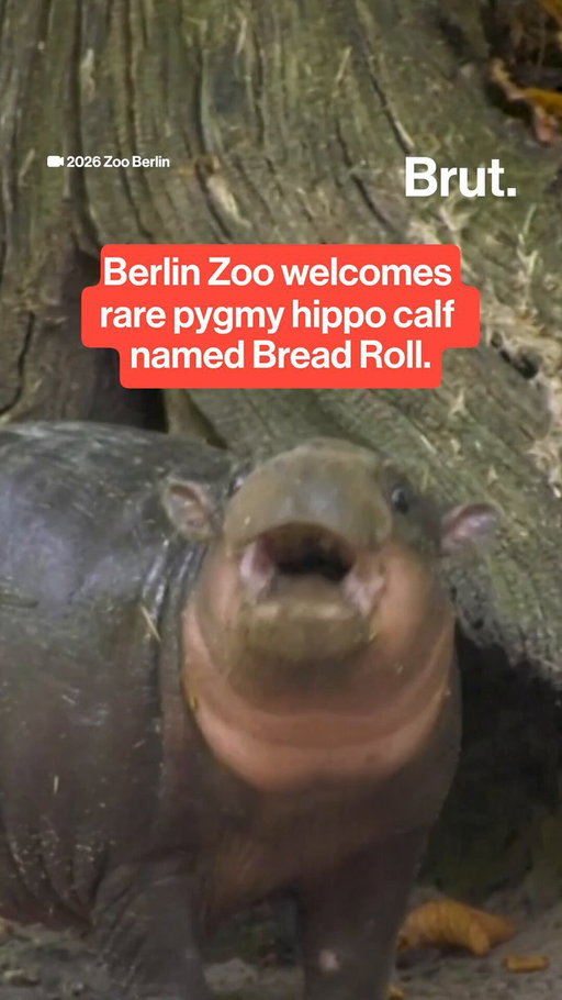 Berlin Zoo has revealed the name of its rare female pygmy hippo calf: Brötchen, which means “Bread Roll” in German.

The calf was born in May to mother Debbie and father Tobi, weighing 13 pounds at birth. She now weighs about 44 pounds, and zookeepers are working to help her get comfortable in the water.

Pygmy hippos are native to West Africa and are considered endangered, with only around 2,500 adults remaining in the wild as their forest habitat continues to shrink.

#berlinzoo #pygmyhippo #breadroll #wildlife #endangeredspecies