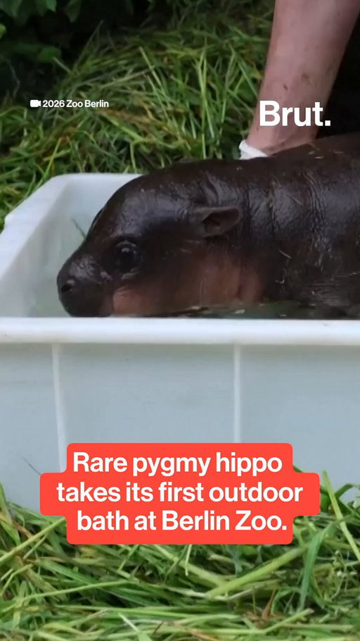 A rare female pygmy hippo born at Berlin Zoo has been named Brötchen, the German word for “bread roll.”

The calf, born on May 9, recently enjoyed her first outdoor bath under the watchful eye of her mother, Debbie. Zoo footage showed Brötchen wiggling her ears as she explored the water for the first time.

At her latest weigh-in, Brötchen tipped the scales at 10 kilograms, or 22 pounds, nearly double her birth weight. The zoo said she is developing well and steadily gaining weight.

Pygmy hippos are typically solitary animals, and Debbie will raise the calf on her own. The endangered species is native to the forests and wetlands of West Africa.

#pygmyhippo #berlinzoo #babyanimals #wildlife #conservation