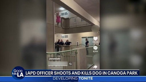 LAPD shoots and kills a dog as the owner celebrates the Knicks' NBA championship. 

🎥: FOX 11 Los Angeles 