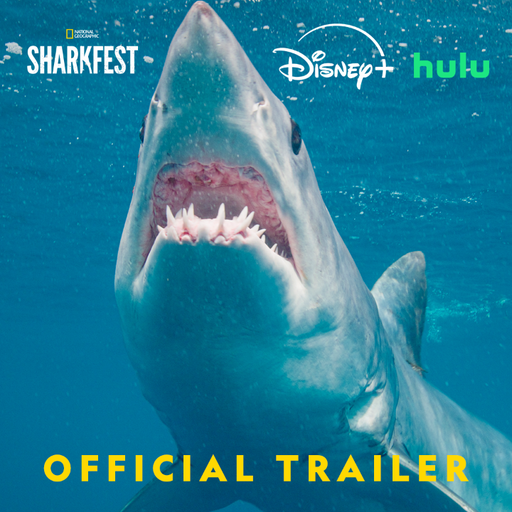 Hammerheads, great whites, whale sharks—they're all here to celebrate #SharkFest, so get ready to dive in! 🦈

#HammerheadSharksUpClose with Bertie Gregory kicks off two weeks of SharkFest when it premieres July 5 on @NatGeoTV. Streaming on @DisneyPlus and @hulu. 