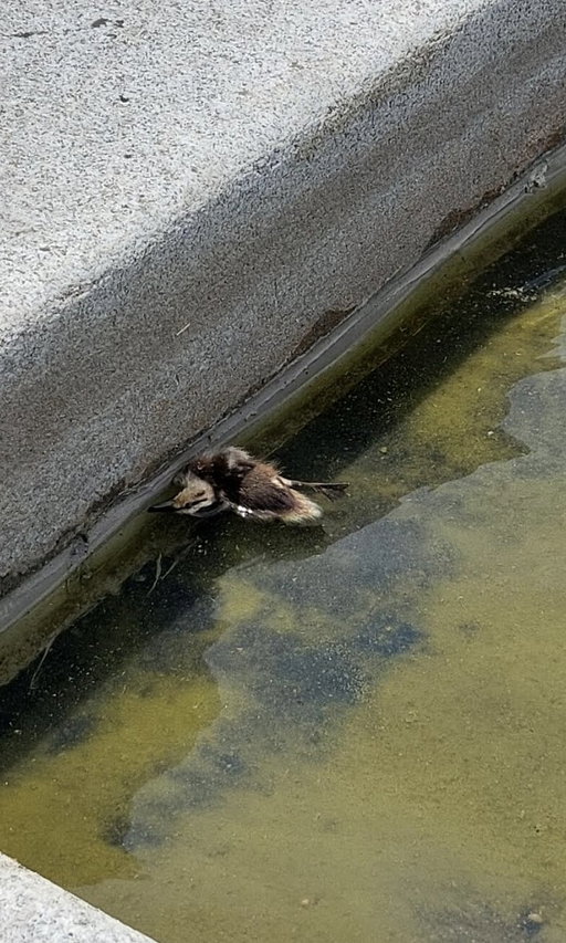 NEW: A baby duck has now died at the reflecting pool. 

This image was shared with me in the past hour by someone who visited the reflecting pool. It is unclear what the cause of death is. 