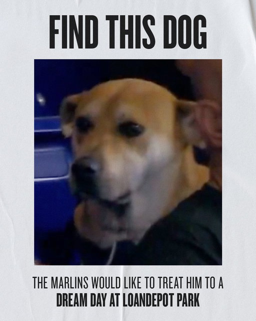 Wanted: A very good boy

Reward: a dream day at @loanDepotpark 