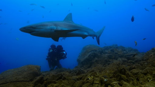 If you could dive anywhere in the world for one day, where would you go? We'd be diving with the sharks in Mexico.

#HammerheadSharksUpClose with Bertie Gregory premieres July 5 as part of #Sharkfest on National Geographic. Streaming on @DisneyPlus and @hulu. 