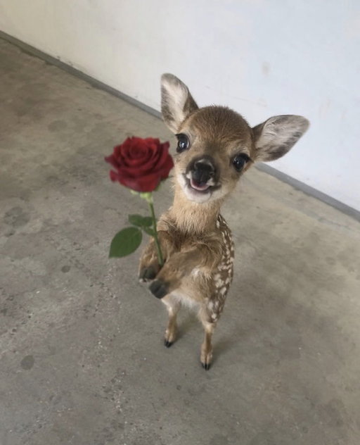 Good morning, it's finally Friday and you're going to have the best weekend✨💖 