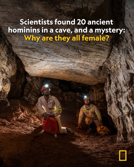 Over a decade after Homo naledi fossils were discovered in a South African cave system, researchers have uncovered a new clue—they may have all been female. An analysis of proteins in tooth enamel found that all 20 appear to be missing their Y chromosomes: https://t.co/Vp3ZvVn4sr 
