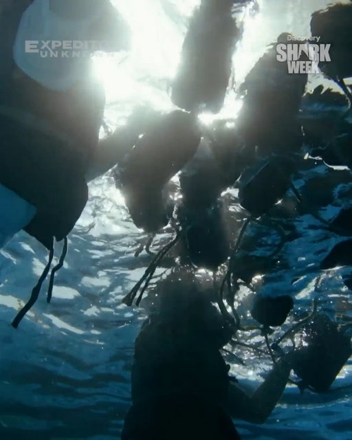 900 sailors were left stranded, SURROUNDED by sharks after the USS Indianapolis sank. Only 316 survived. 😨

Josh Gates dives into the tragedy behind the deadliest shark attack in recorded history when #SharkWeek returns Sunday, July 26 at 8P on Discovery 