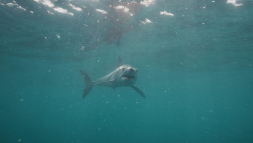 Pardon me! 🦈

Mako sharks reach speeds of 46 miles per hour thanks to their crescent tail, though they usually cruise at 31.

Don't miss when #SharkWeek returns Sunday, July 26 at 8P on Discovery!

📸: James R.D. Scott

#shark #shortfinmako #oceanlife 