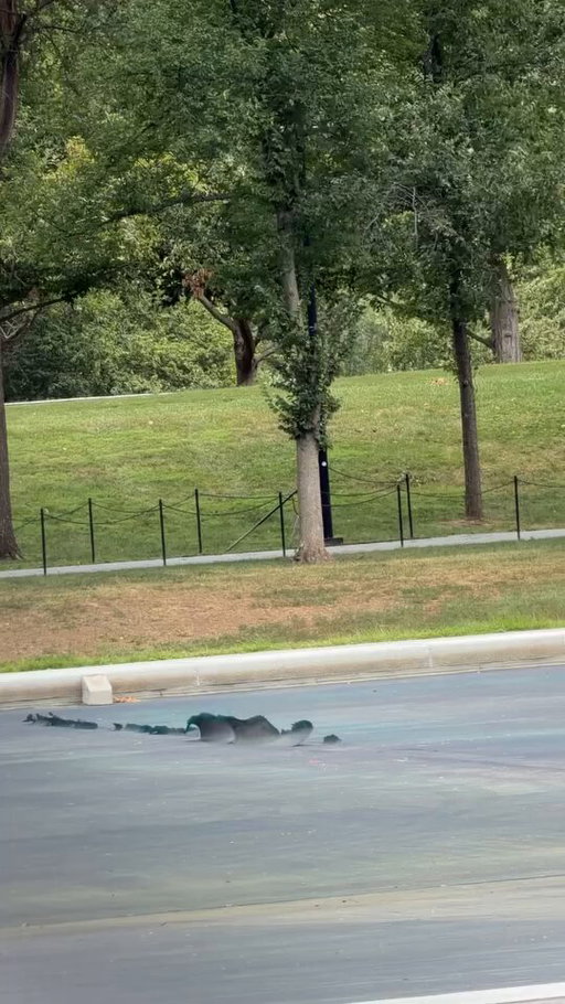 For those tracking, the reflecting pool is flapping in the wind today. 

Video from @dccitygirl_ 
