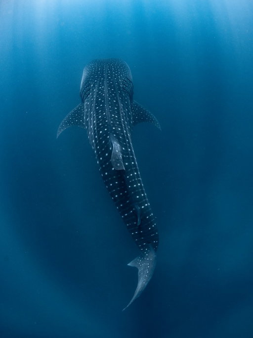 Swimming into Shark Week 🦈

#SharkWeek returns TOMORROW at 8P on Discovery!

📸: Samuel J Coe

#whaleshark #shark 