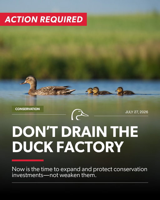 The U.S. Fish and Wildlife Service is reviewing a rule that helps ensure voluntary National Wildlife Refuge System wetland easements in the Prairie Pothole Region are not drained or degraded. For more than 60 years, administrations of both parties have upheld these voluntary easement agreements, protecting habitat that Americans have already paid to conserve.

The Prairie Pothole Region is the "Duck Factory" of North America, producing more than half of the continent's migratory waterfowl and sustaining the hunting traditions we all cherish. For generations, duck hunters, anglers, and conservationists have invested billions of dollars through Duck Stamps, hunting licenses, and other conservation programs to protect these vital wetlands.

The current rule is working. It protects critical waterfowl habitat, provides certainty for landowners through science-based setback plans, and preserves the integrity of conservation easements that have delivered enormous benefits for wildlife and hunters alike.

Weakening these protections could open the door to the drainage of federally protected wetlands at a time when waterfowl populations are already under pressure and hunting opportunities face increasing challenges.

The stakes are simple: No wetlands. No waterfowl. No hunting heritage.

Please join Ducks Unlimited in urging the U.S. Fish and Wildlife Service to maintain this proven rule and uphold more than six decades of conservation success. Click the link below to submit your personalized comment to the U.S. Fish and Wildlife Service.

https://dul.ink/PPR-FR