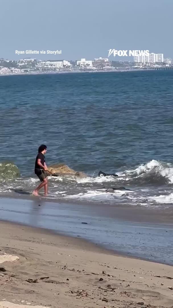 WATCH: A fisherman stuns beachgoers in Los Angeles after reeling in a shark, unhooking it by hand, and dragging it back into the surf to release it.

After a brief struggle, the shark swam off into Santa Monica Bay as onlookers looked on, "shocked" and "surprised" by the unusual scene.