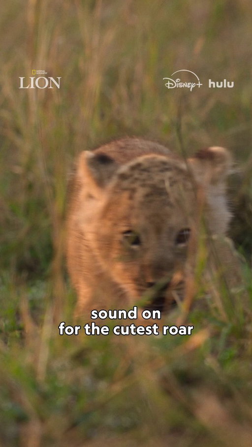 Meet Kio, a little cub with a big destiny.

Follow his real life journey in #NatGeoLION, a new National Geographic documentary series from executive producers Jon Favreau and Mike Gunton. Trailer dropping Thursday Aug 6. 