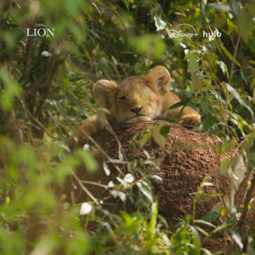 Meet Kio. He's a young cub now, but does he have what it takes to become king? 👑

Follow his rise in #NatGeoLION, premiering Wednesday, August 19, at 9/8c on @NatGeoTV. Streaming on @DisneyPlus and @hulu. 