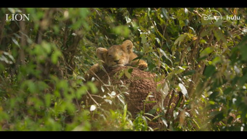 Kio's journey to become king is almost here. 🦁 #NatGeoLION premieres August 20 on @DisneyPlus and @Hulu. 