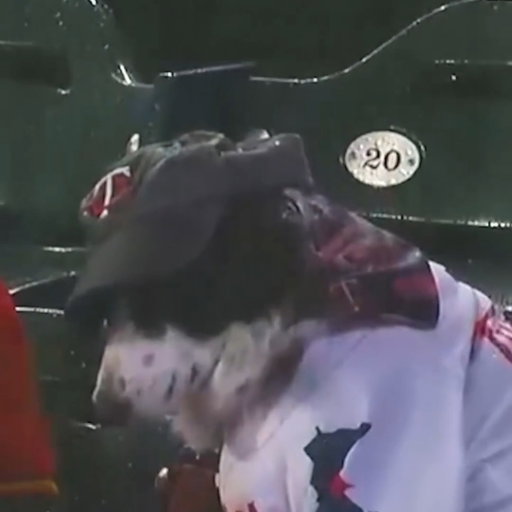 The dog days are not over 😭

This sad dog was getting rained on at the Twins game and broke our hearts 