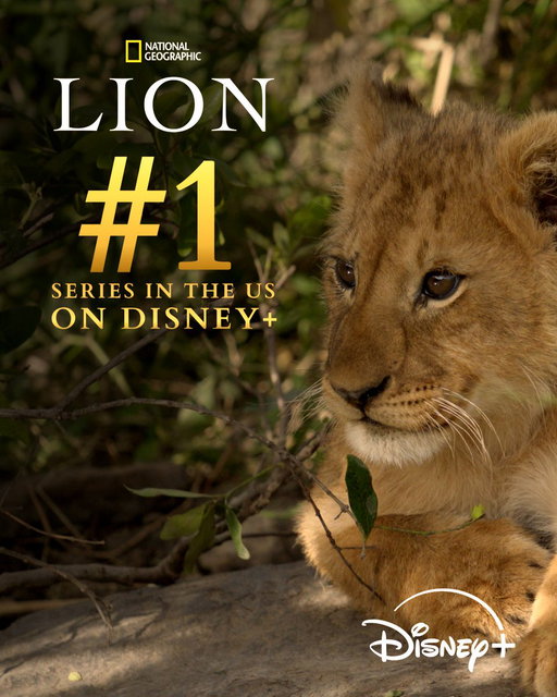Kio isn't just No. 1 in our hearts, he's No. 1 on @DisneyPlus too! 💛

#NatGeoLION is now streaming on Disney+ and @hulu. 