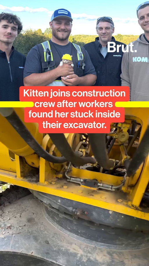 Meet Komatsu, a.k.a. "sue," a tiny kitten who has joined a construction crew after workers rescued her from an excavator on their site. #Kitten #Cat #Construction #Cute #Rescue 