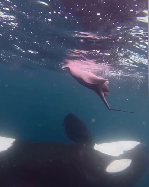 Orca flings pregnant stingray into the air &amp; her pups go flying out 🫣

[🎥: via/ bringasdive] 